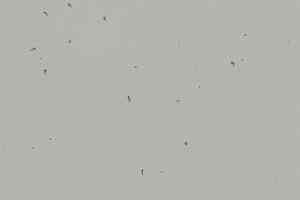 Линолеум Forbo Sphera Energetic 50202 concrete фото  | FLOORDEALER